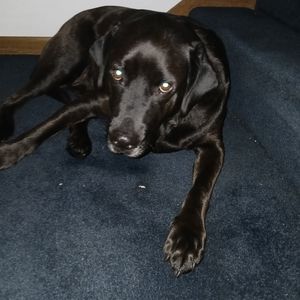 Meet your Posher, Carter